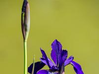 Knospen und blauviolette Irisblüte